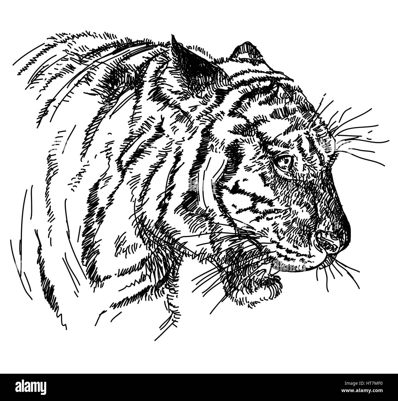 Tiger head vector hand drawing illustration in black and white Stock Vector