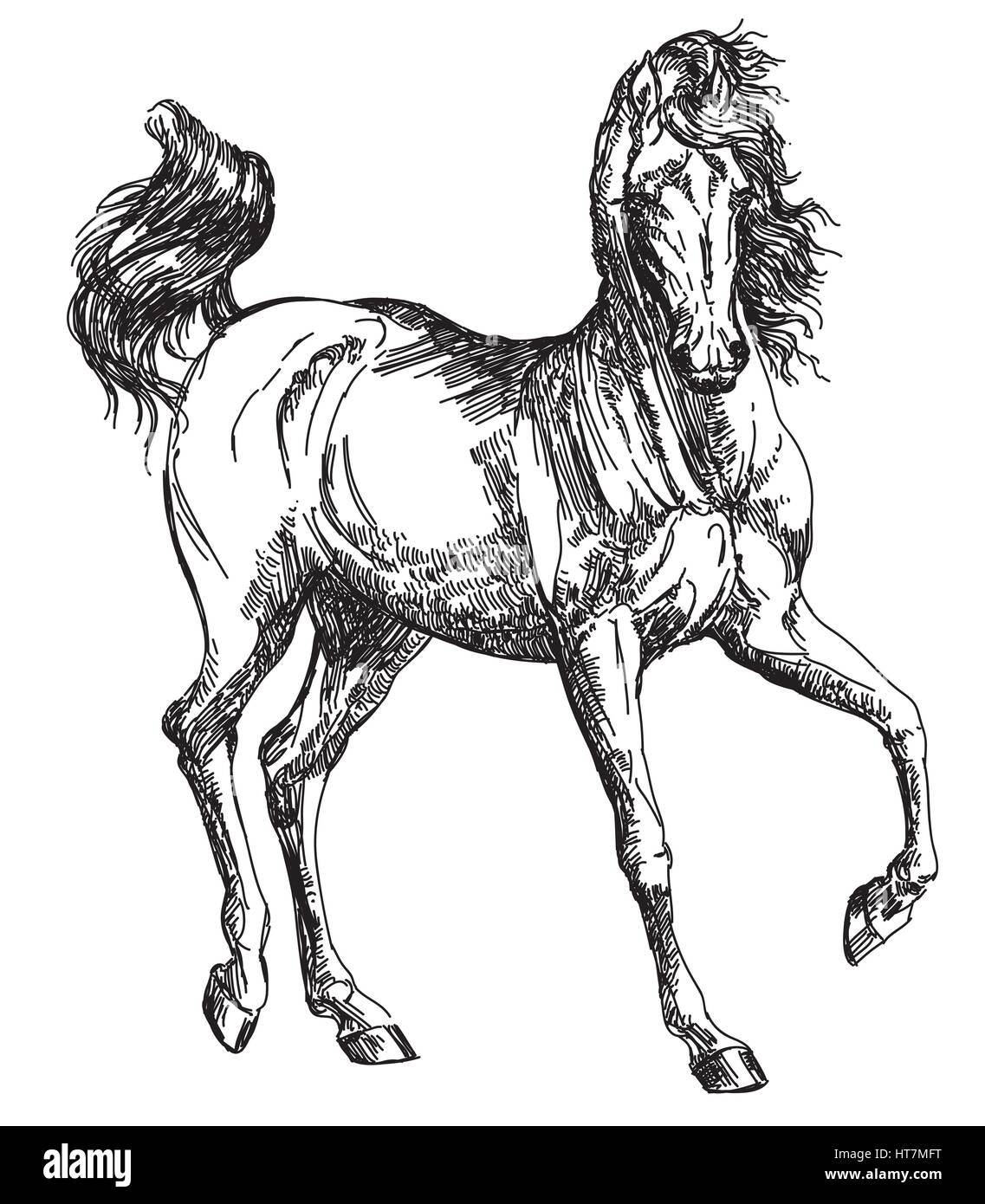 Arabian horse hand drawing illustration in vector Stock Vector
