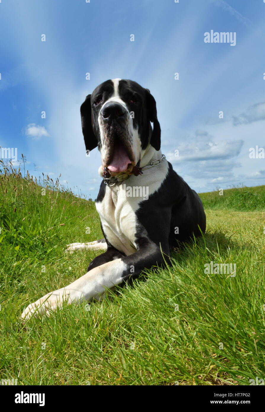 A Great Dane lying in the fields. Stock Photo