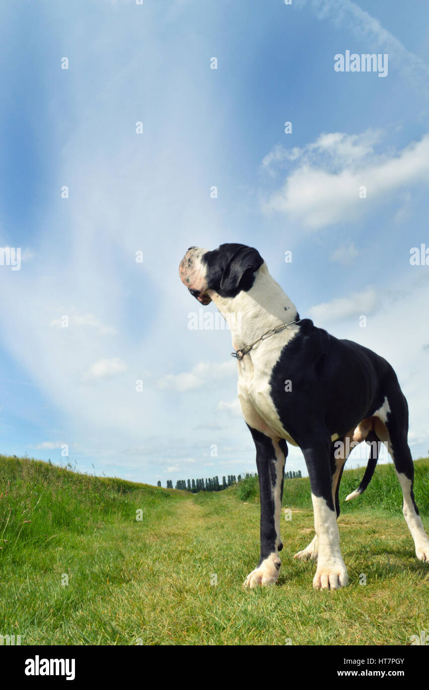 A big Great Dane in the fields Stock Photo Alamy
