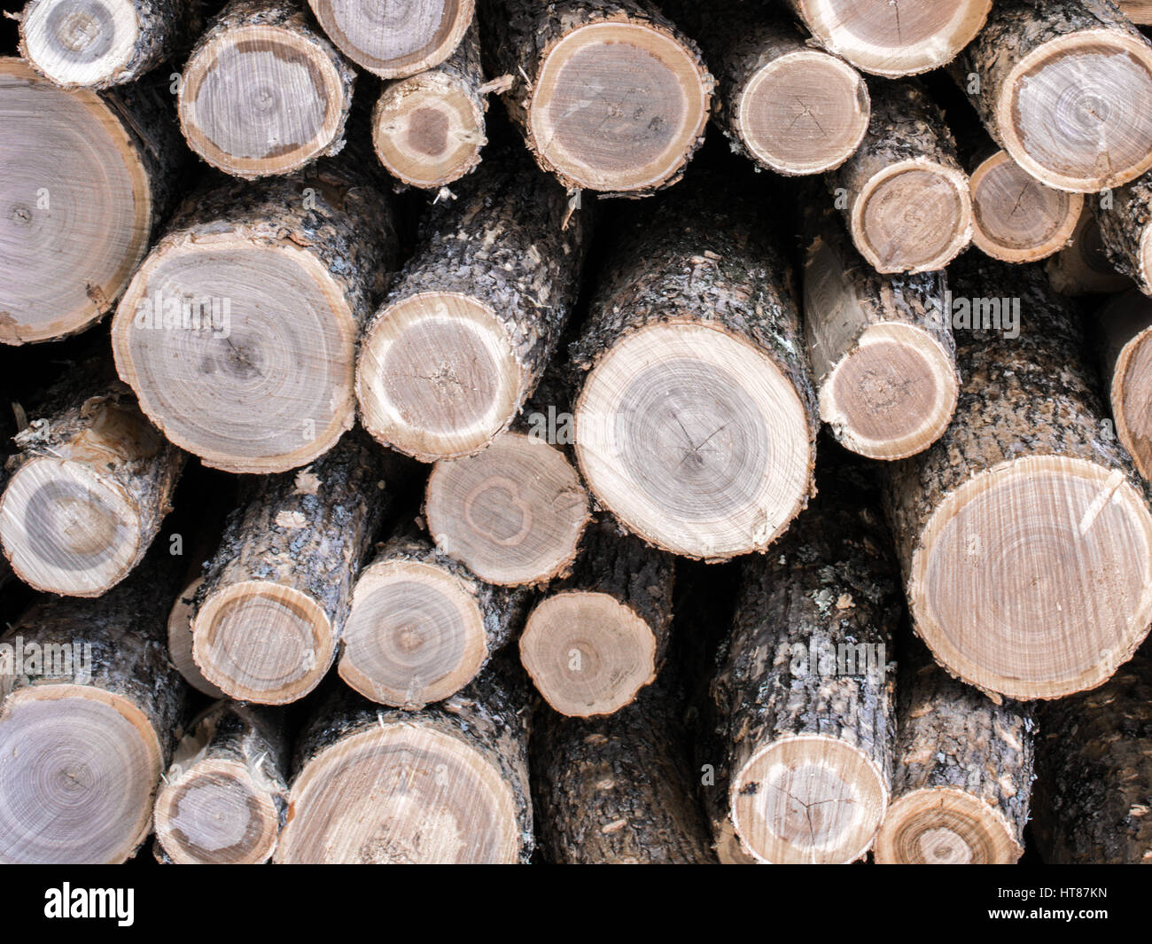 Black Ash Logs Stock Photo Alamy