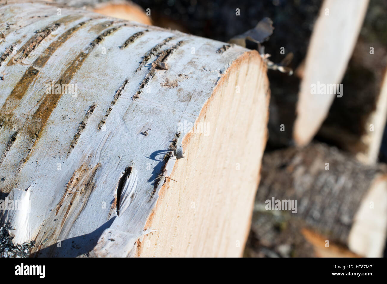 Closeup of Birch Log Pile Stock Photo - Alamy
