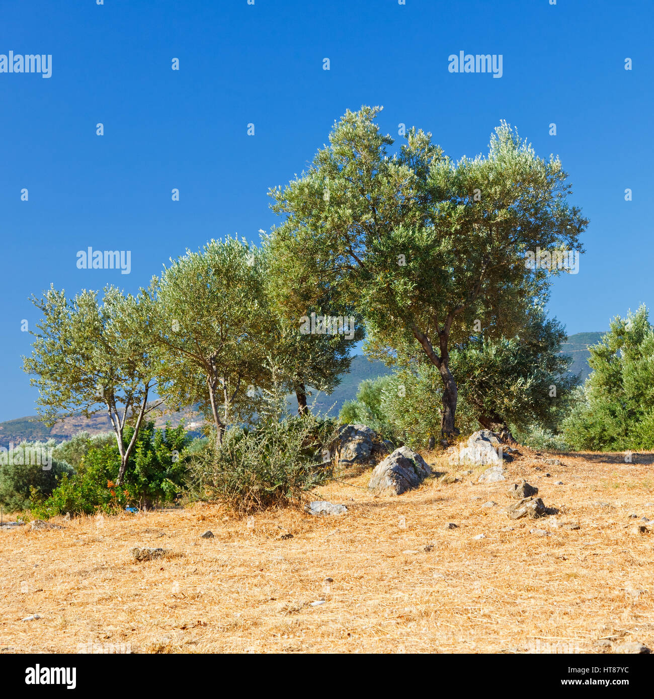 Olive trees growing in old ruins, Greece Stock Photo - Alamy