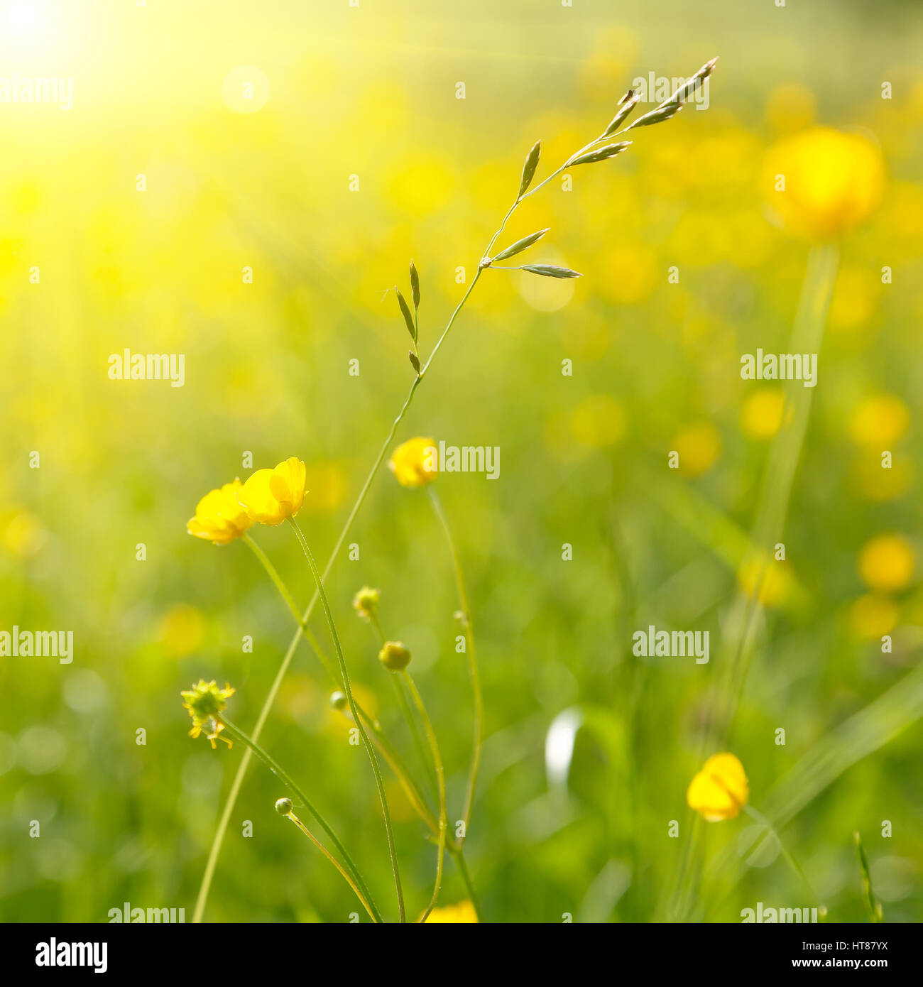 Close up meadow blooming hi-res stock photography and images - Alamy