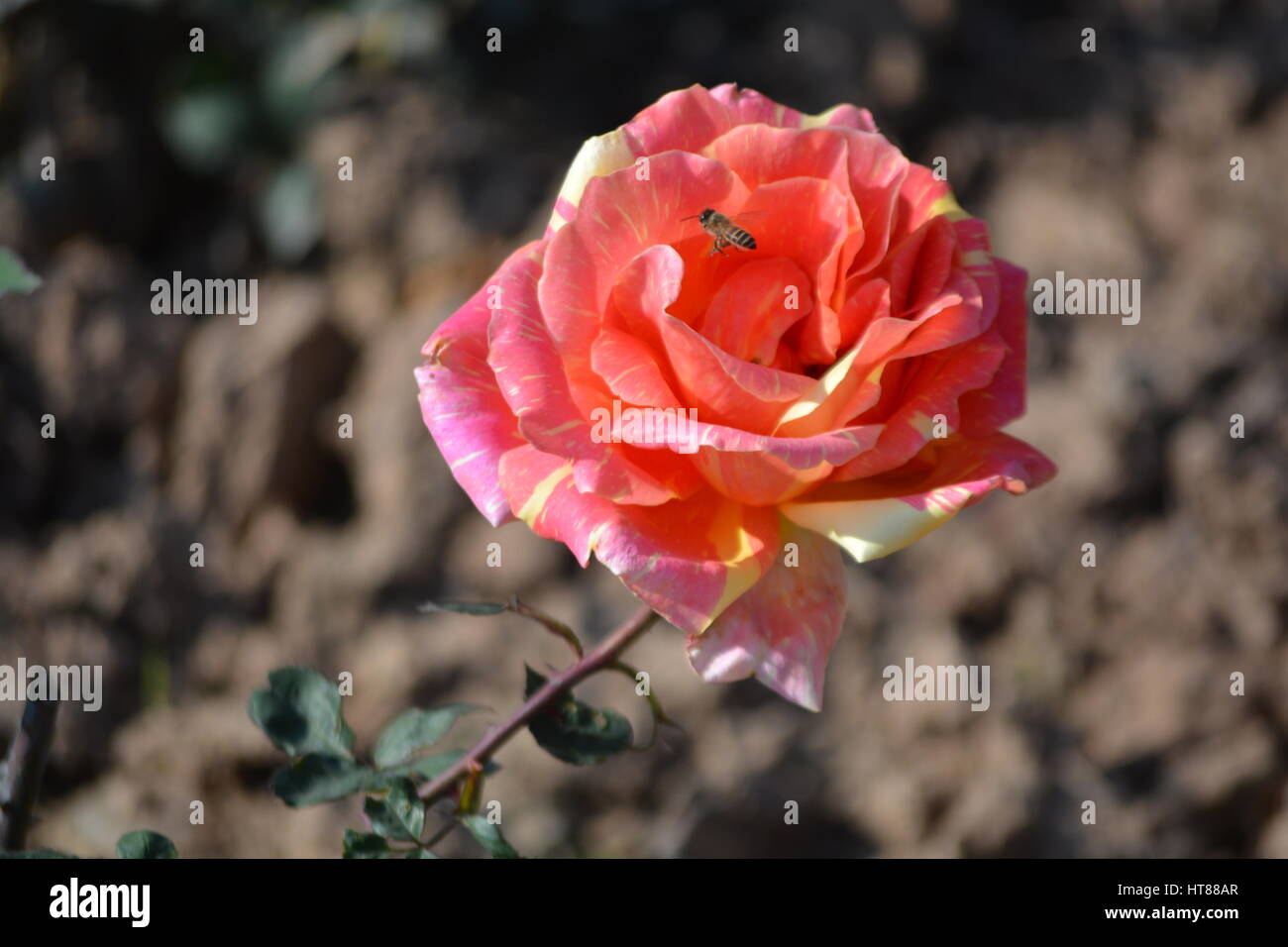 Tri Color Rose Stock Photo - Alamy