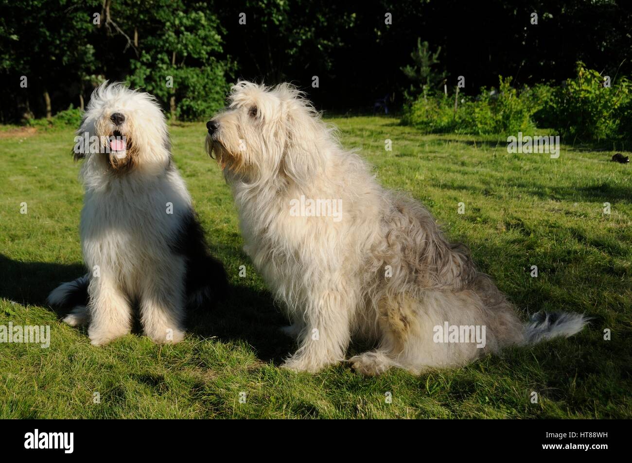 The old English Sheepdog and the South Russian shepherd dog on the lawn.  Adobe RGB Stock Photo - Alamy