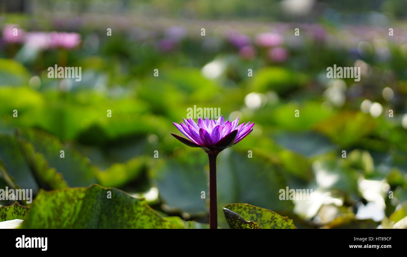 The lotus flower. Background is the lotus leaf and lotus flower