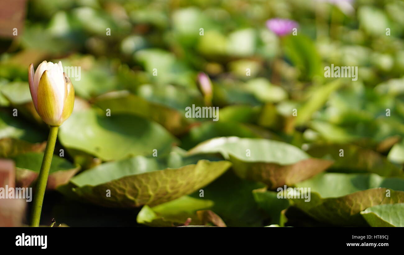 The lotus flower. Background is the lotus leaf and lotus flower