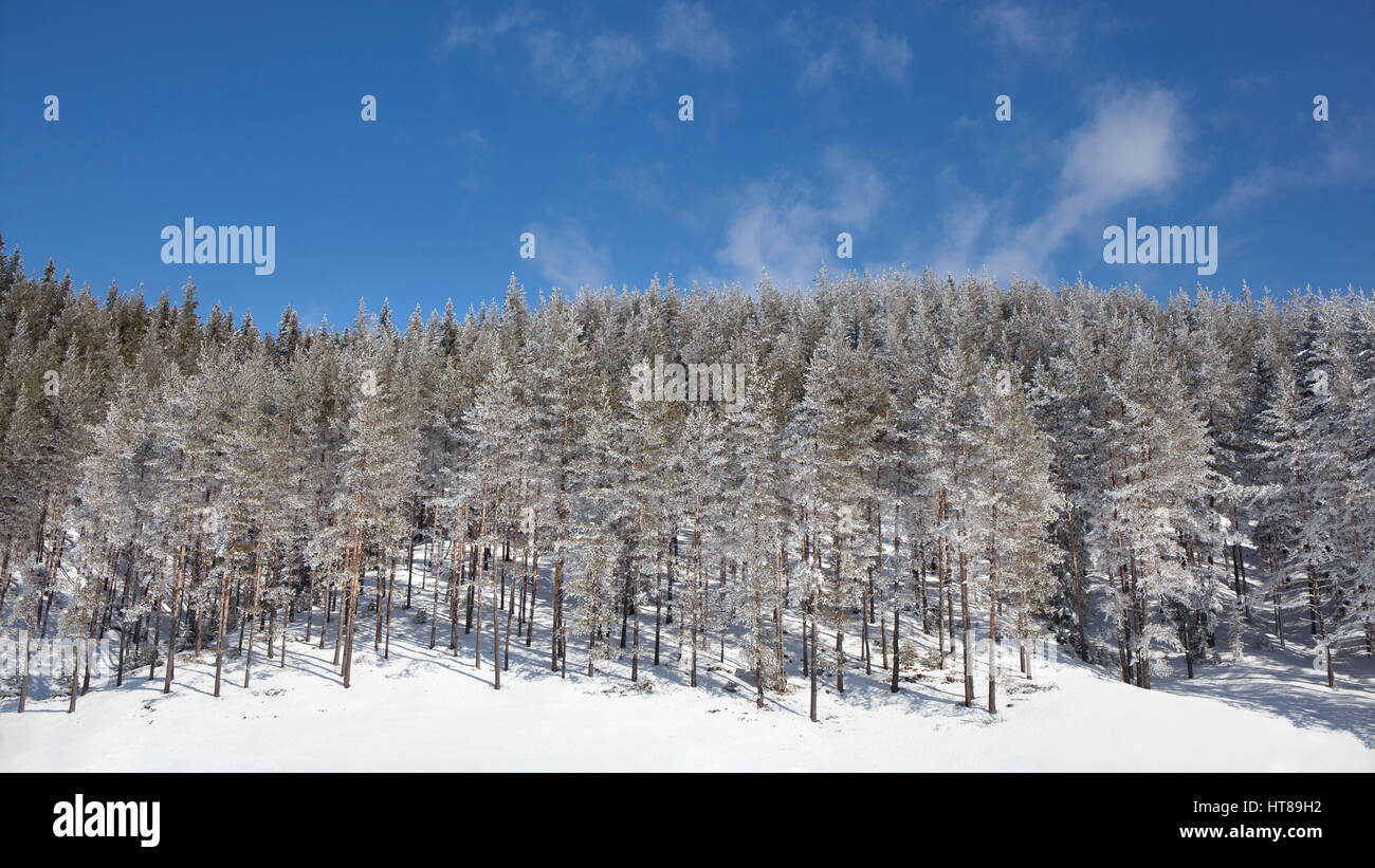 Winter landscape with snowy pine forest on a blue sky background in a ...