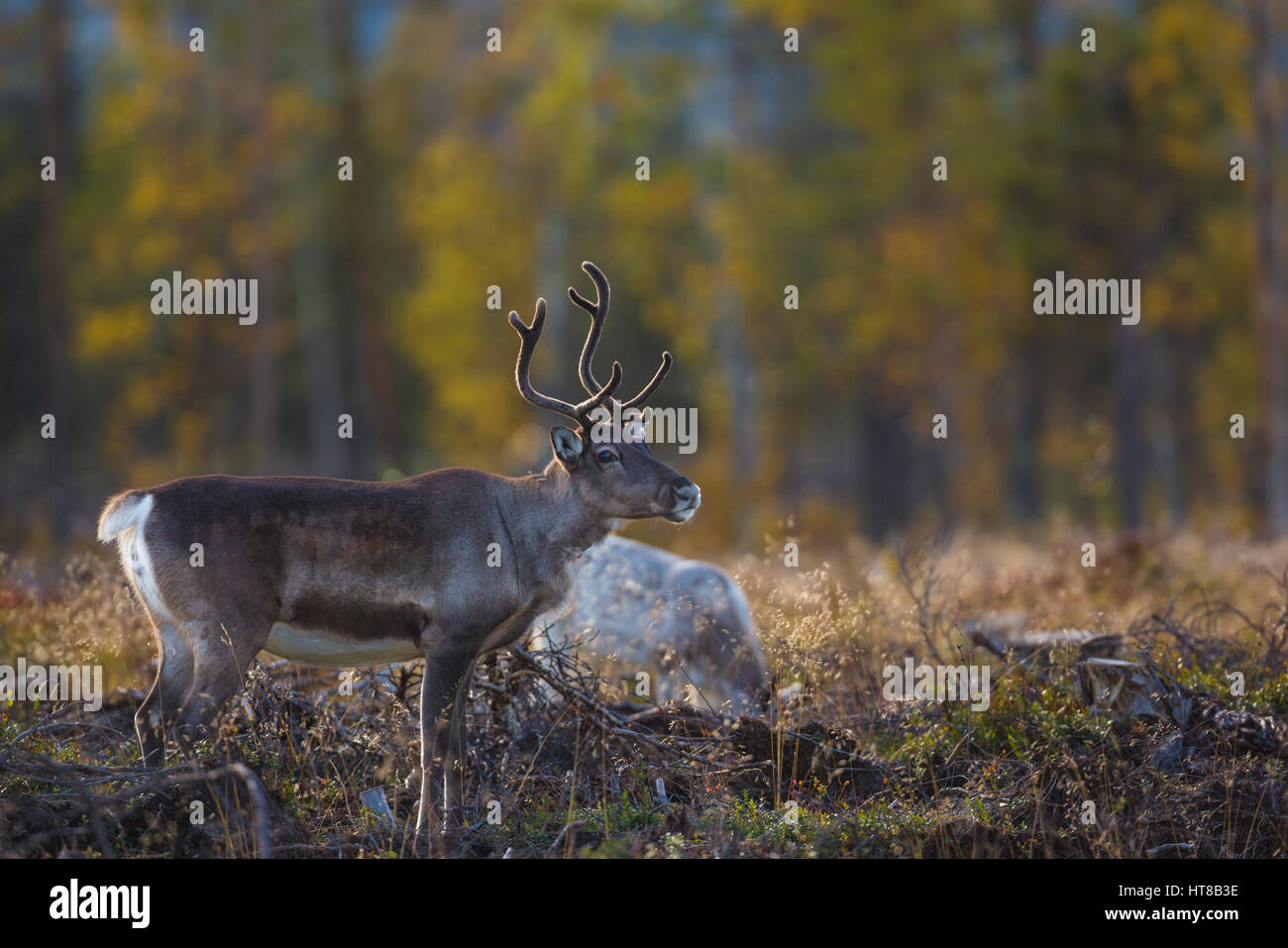 Reindeer in autumn season looking in to the camera and the forest having  autumn colors, Gällivare, Swedish Lapland, Sweden Stock Photo - Alamy
