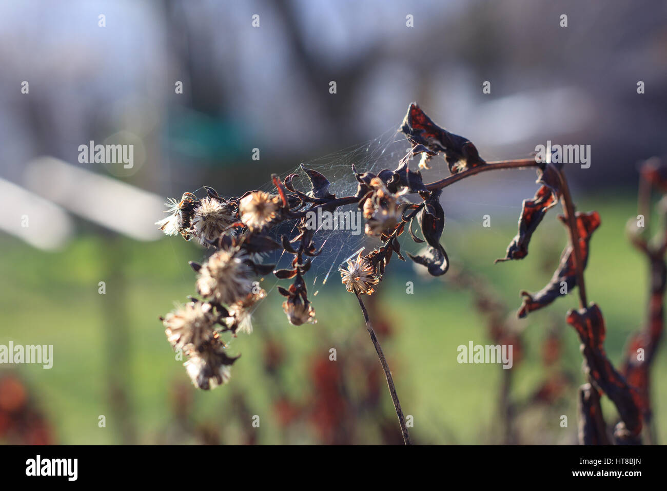 Dry Symphyotrichum novae-angliae Stock Photo