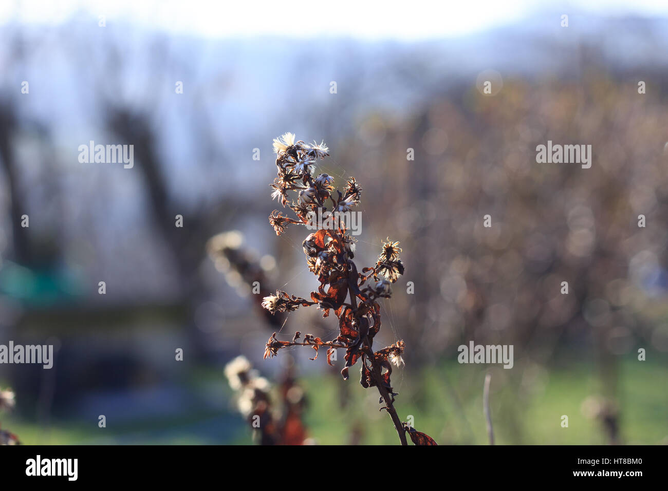 Dry Symphyotrichum novae-angliae Stock Photo