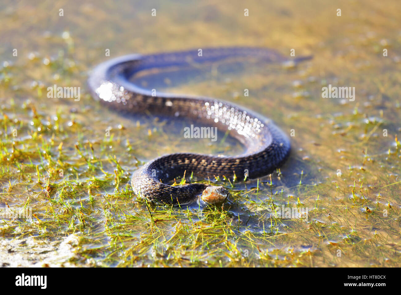 Viper is basking in the light of the sun in shallow water Stock Photo
