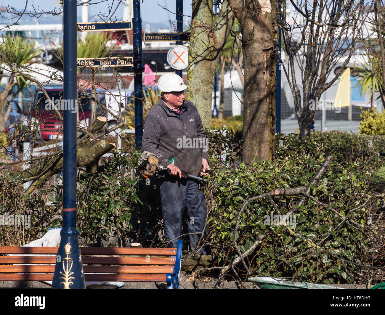 Chainsaw tree cut pruning hi-res stock photography and images - Alamy