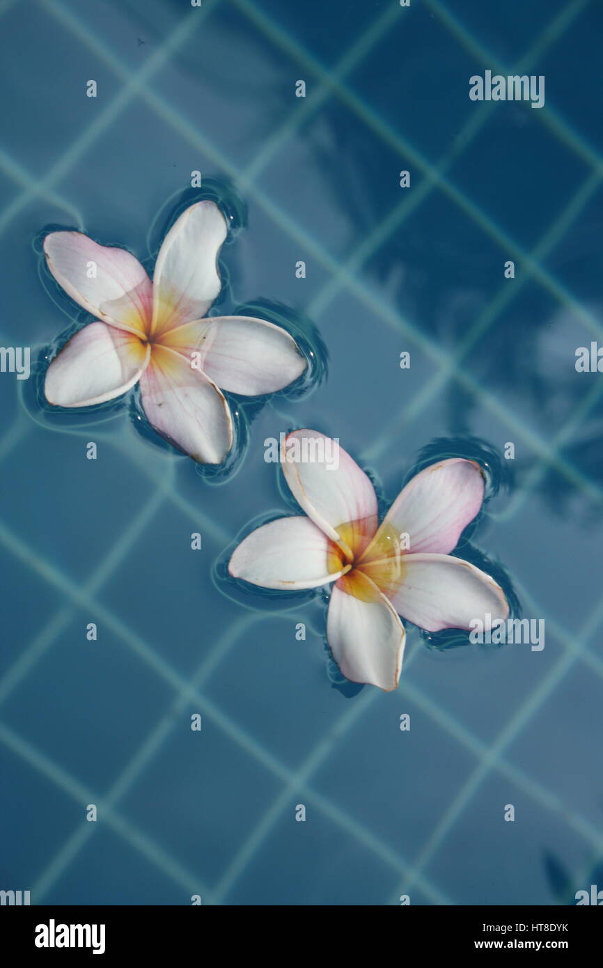 floating flowers Stock Photo