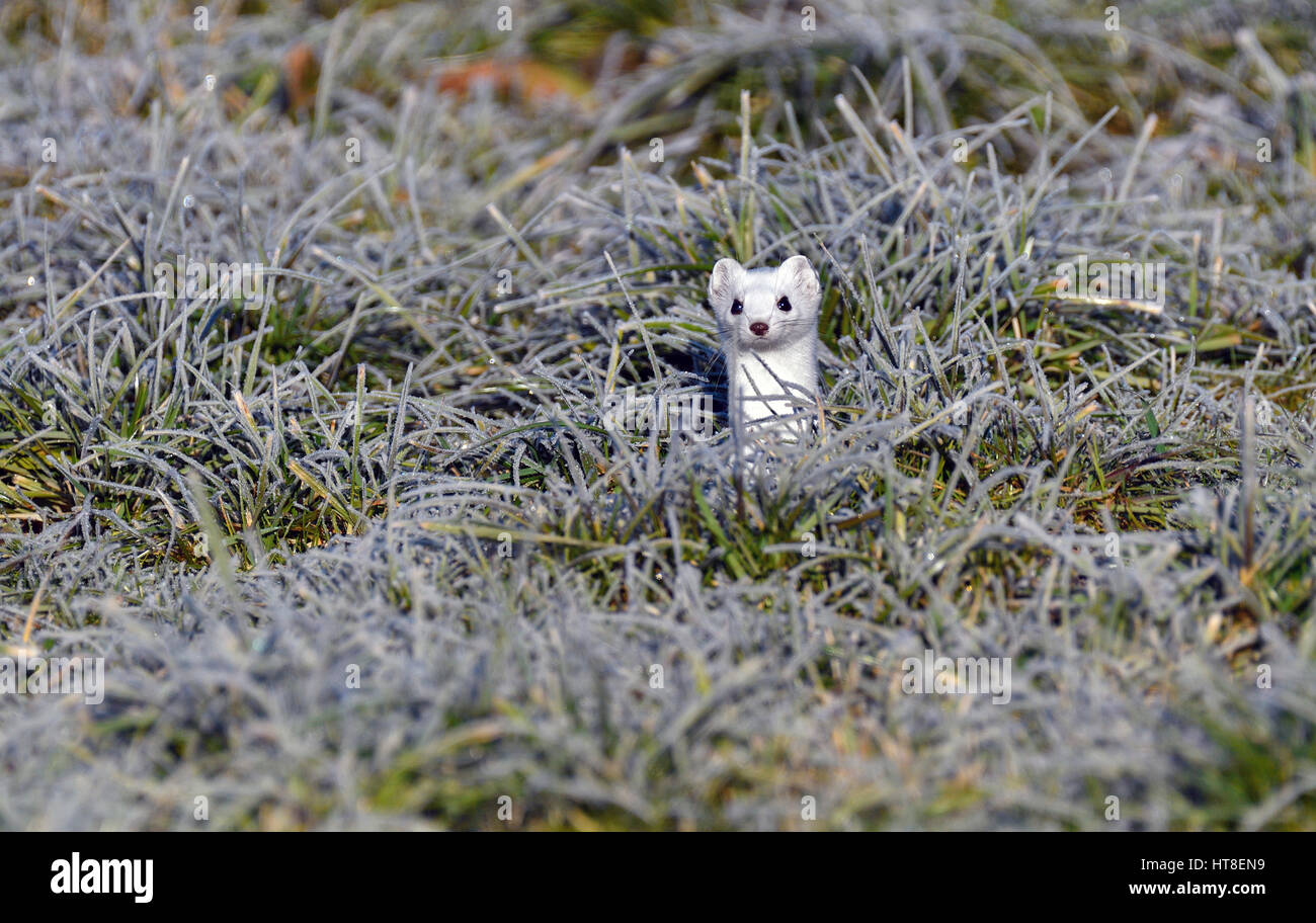 Ermine fur hires stock photography and images Alamy