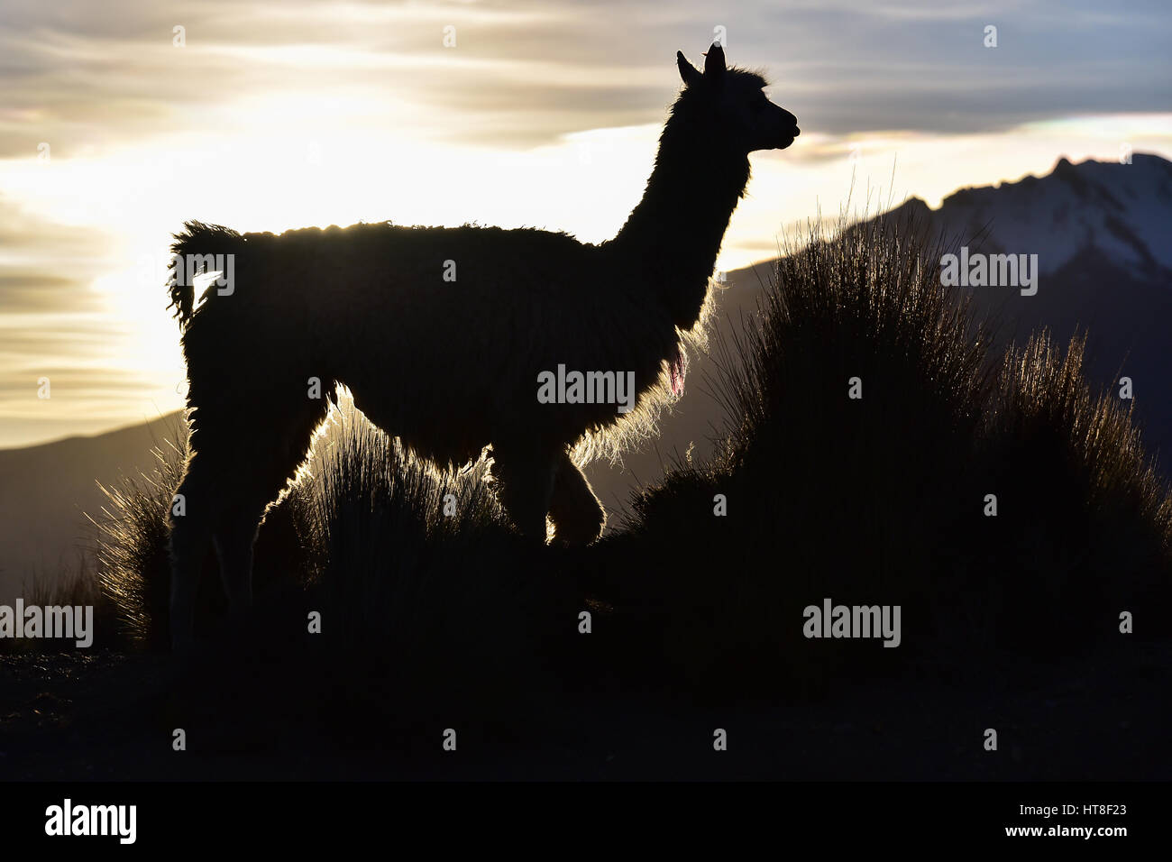 Llama (Lama glama) as a silhouette against the light in front of mountain, evening light, in Cusco, Andes, Peru Stock Photo