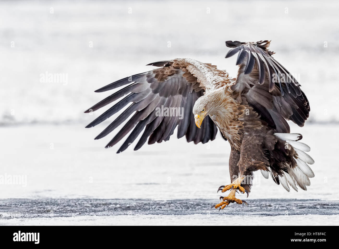 White-tailed sea-eagle (Haliaeetus albicilla), adult landing on a frozen lake, Gostynińsko-Włocławski Park, Poland Stock Photo