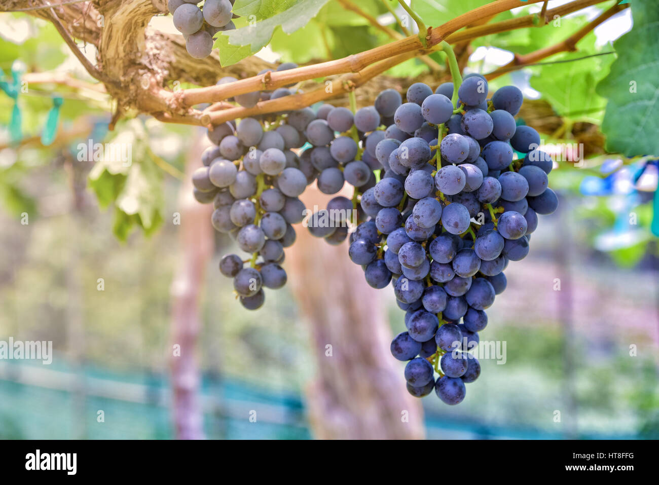 Branches of grapes growing in garden.big red grape growing.Natural grapevine Stock Photo Alamy