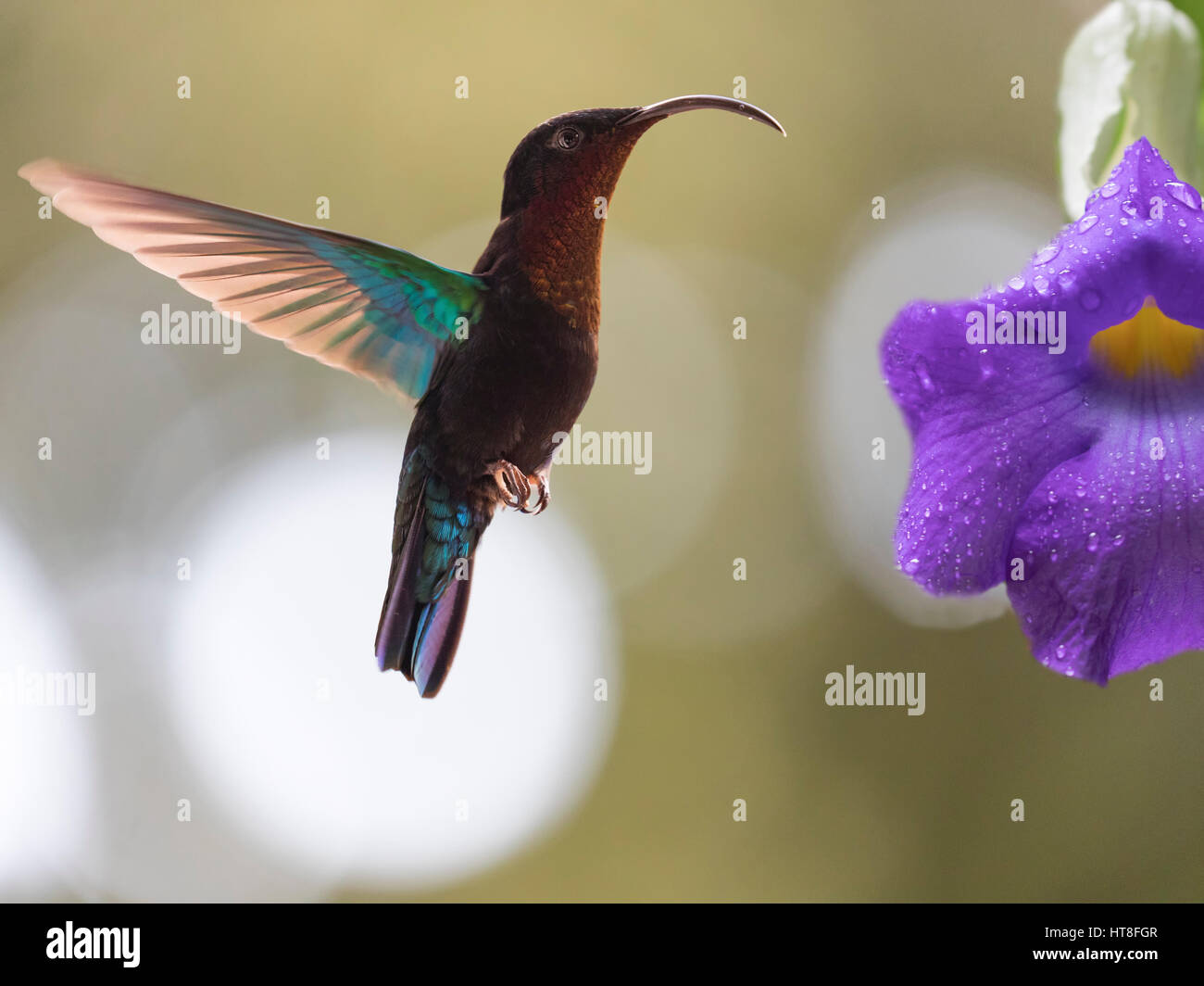 The Purple Throated Carib Hummingbird Stock Photo