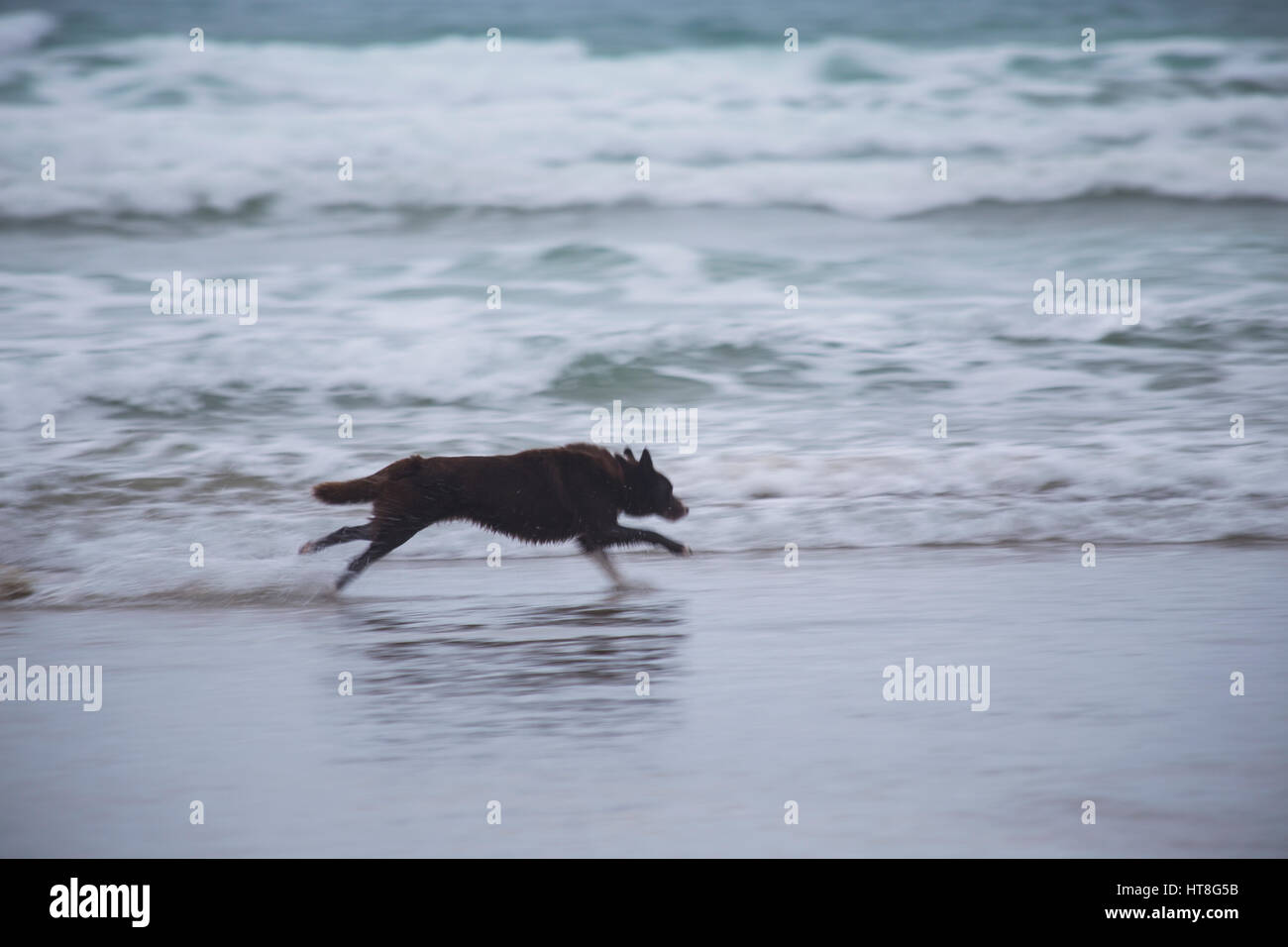 A Dog Running Along Godrevy Beach, Cornwall UK Stock Photo - Alamy