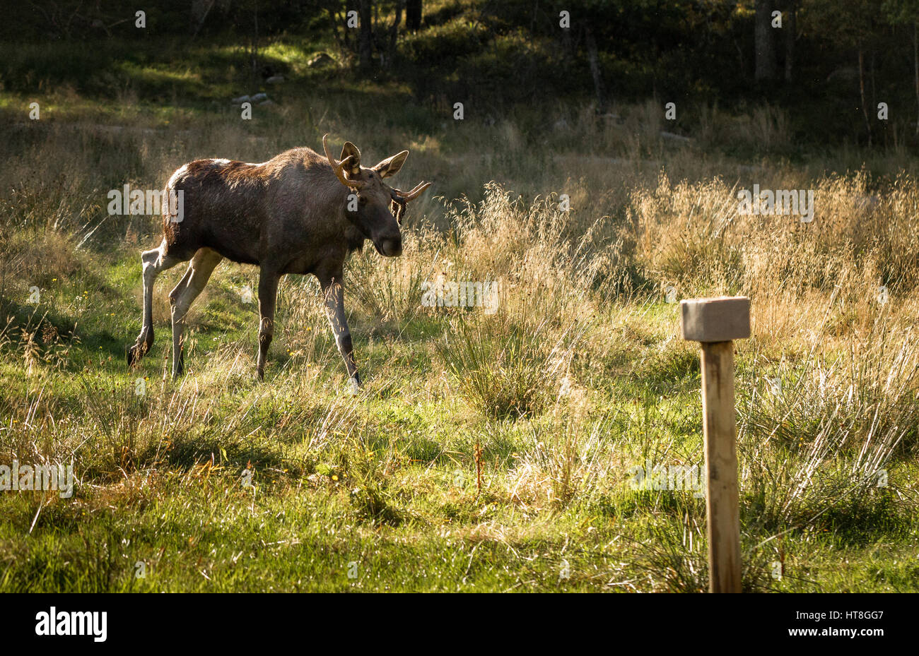 Moose or European elk Alces alces bull walking towards natrium salt
