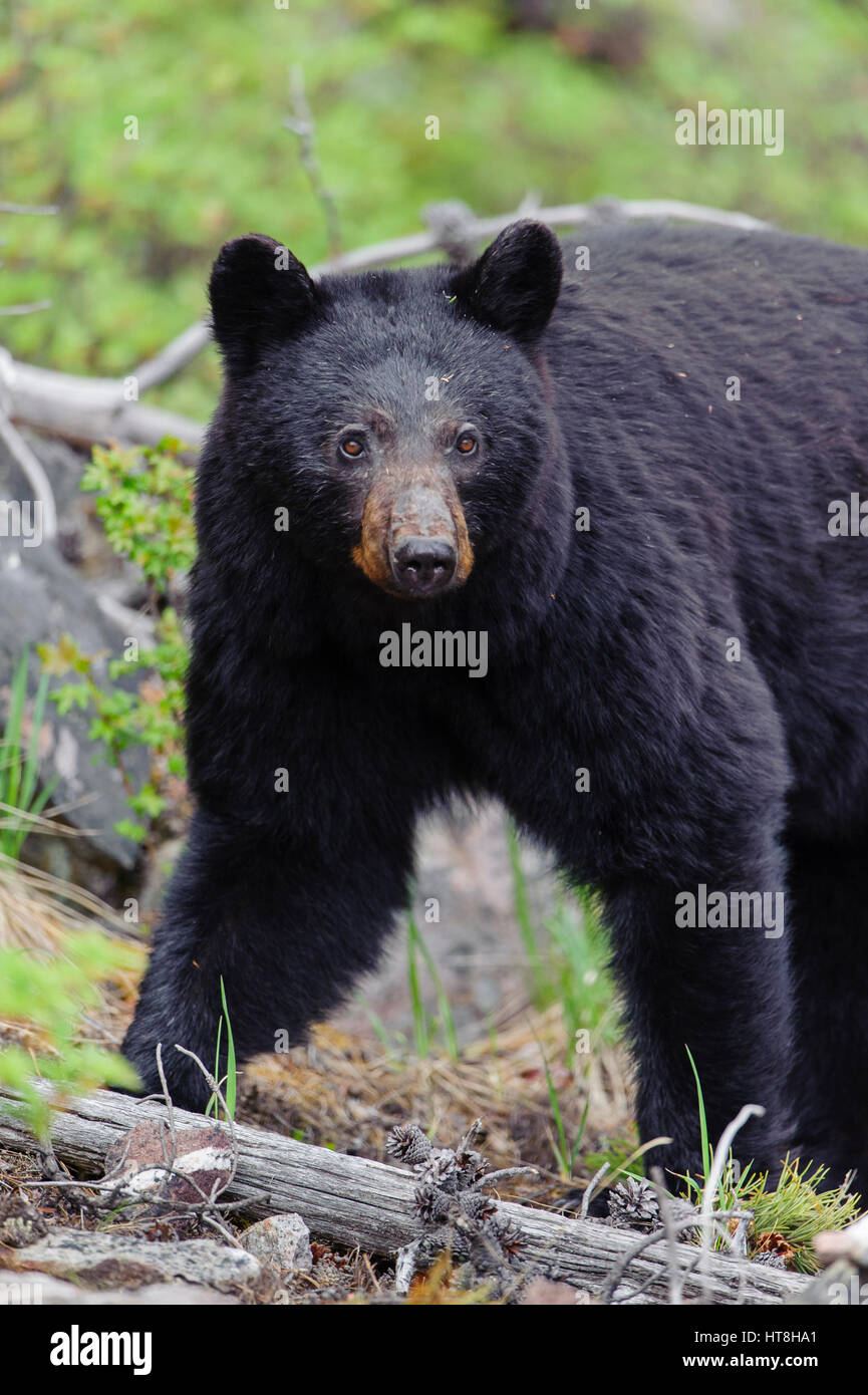 Black Bear (Ursus americanus), Western North America Stock Photo