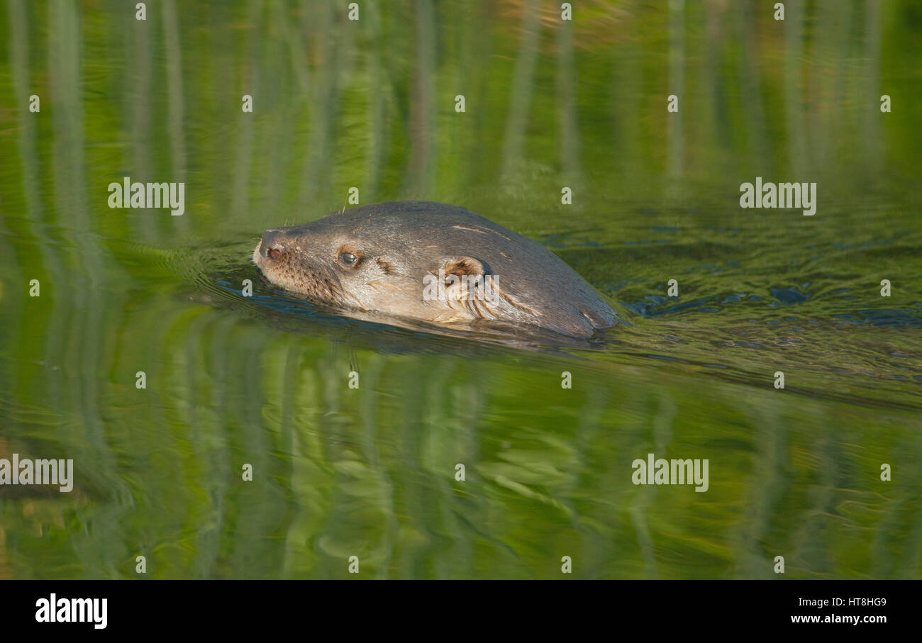 Southern River Otter (Lontra provocax) Critically Endangered, Chiloe Island, Chile Stock Photo