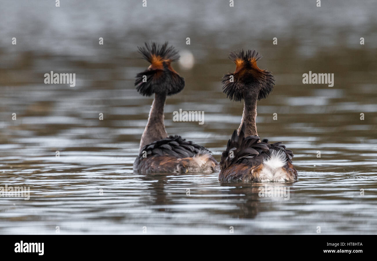 Adult Great Crested Grebes courtship routine Stock Photo
