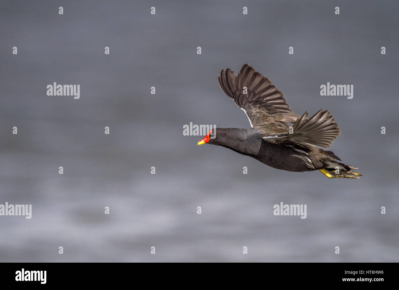 Moorhen in flight Stock Photo