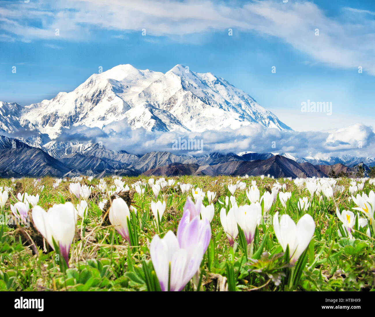 Crocuses in spring Stock Photo