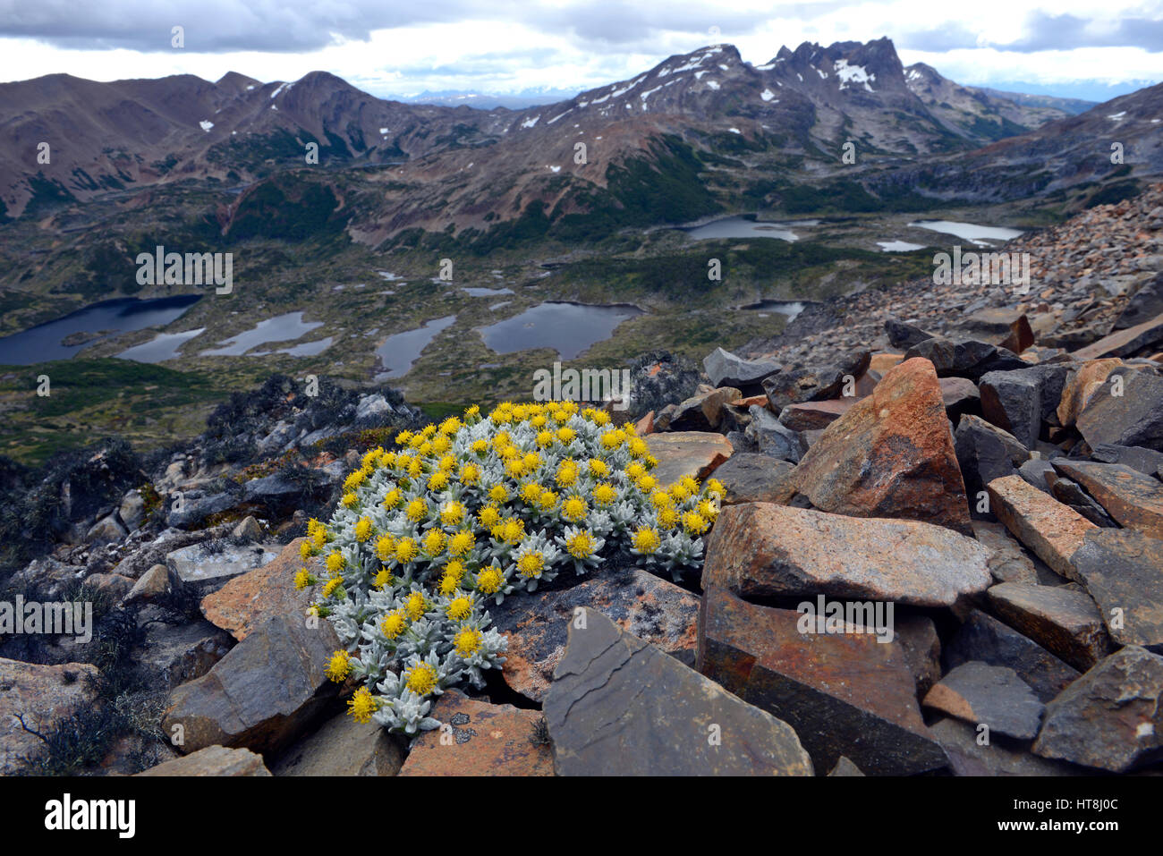 Spectacular yellow flowering plant in Dientes de Navarino, Navarino Island, south of the Beagle Channel, Chile Stock Photo