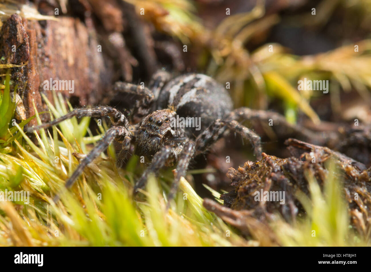 Close-up of wolf spider (Alopecosa barbipes), also known as Easter fox spider - on heathland in Surrey, United Kingdom Stock Photo