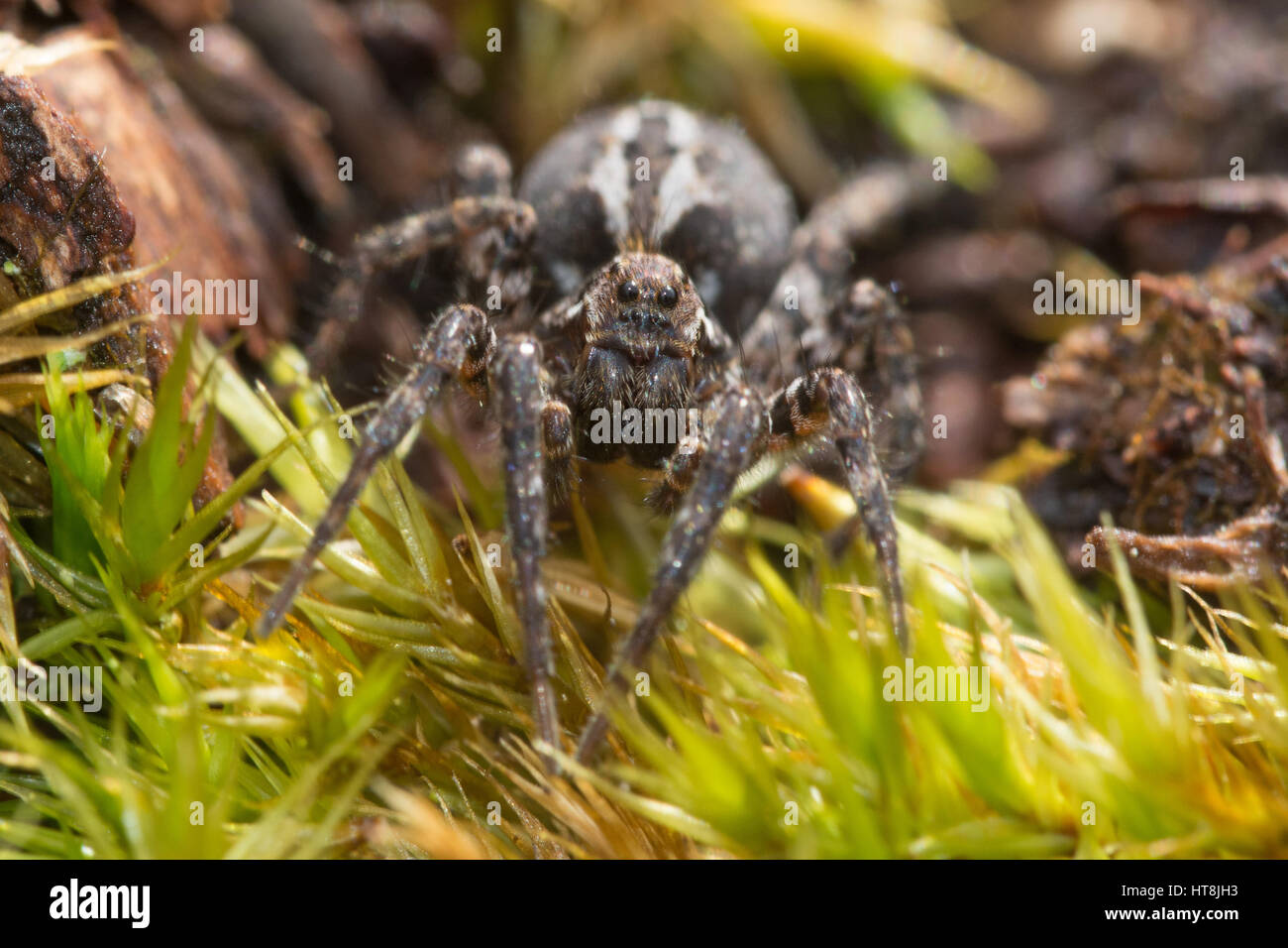 Close-up of wolf spider (Alopecosa barbipes), also known as Easter fox spider - on heathland in Surrey, United Kingdom Stock Photo