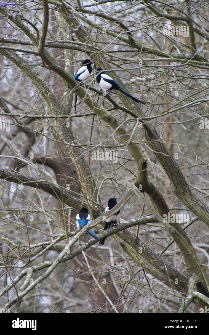 Two pairs of magpies (Pica pica) perched in a tree Stock Photo