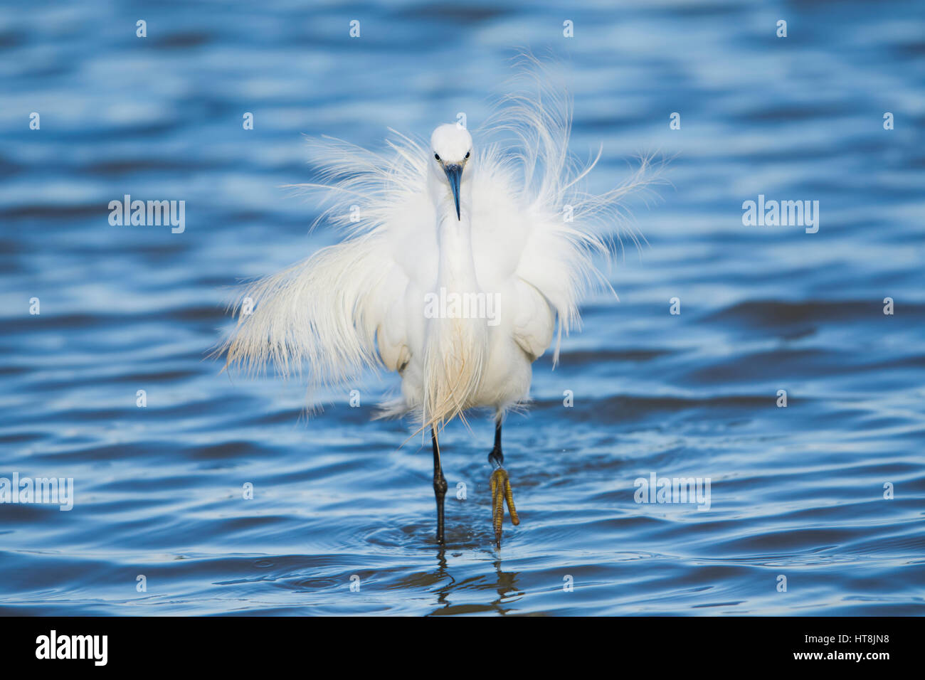 A Little Egret (Egretta garzetta) in display mode showing plumes and feathers while walking towards viewer, Minsmere, Suffolk, UK Stock Photo