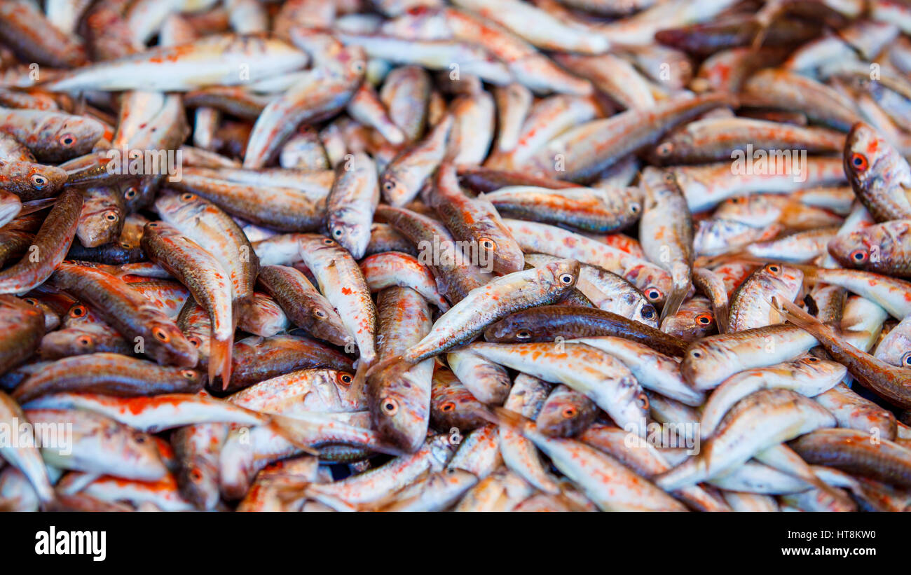 Fresh fish. Mullus fish Stock Photo - Alamy
