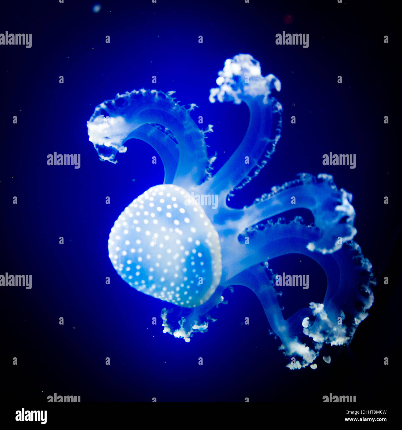 Underwater paradise. Swimming Jellyfish On Blue Background Stock Photo ...