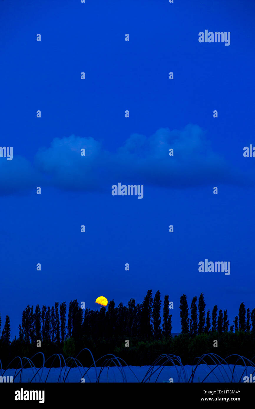 Full moon rising behind a row of poplar trees. Stock Photo