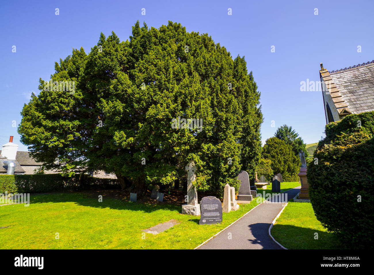 The churchyard of St Digain's parish church in Llangernyw and an ancient yew tree, estimated to be around 4,000 years old Stock Photo
