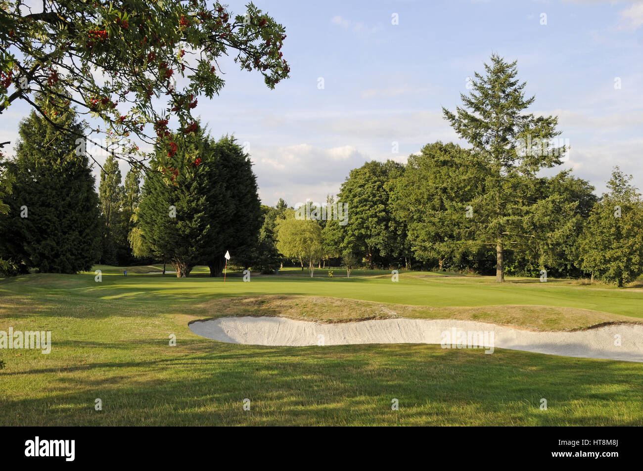 View with colourful tree over Bunker to 5th Green, Woodcote Park Golf