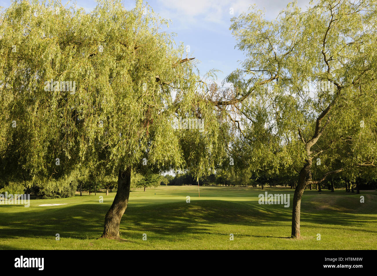 View back with Willow trees to 3rd Green, Woodcote Park Golf Club
