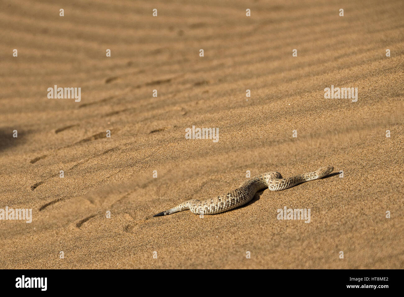 Snake tracks hires stock photography and images Alamy