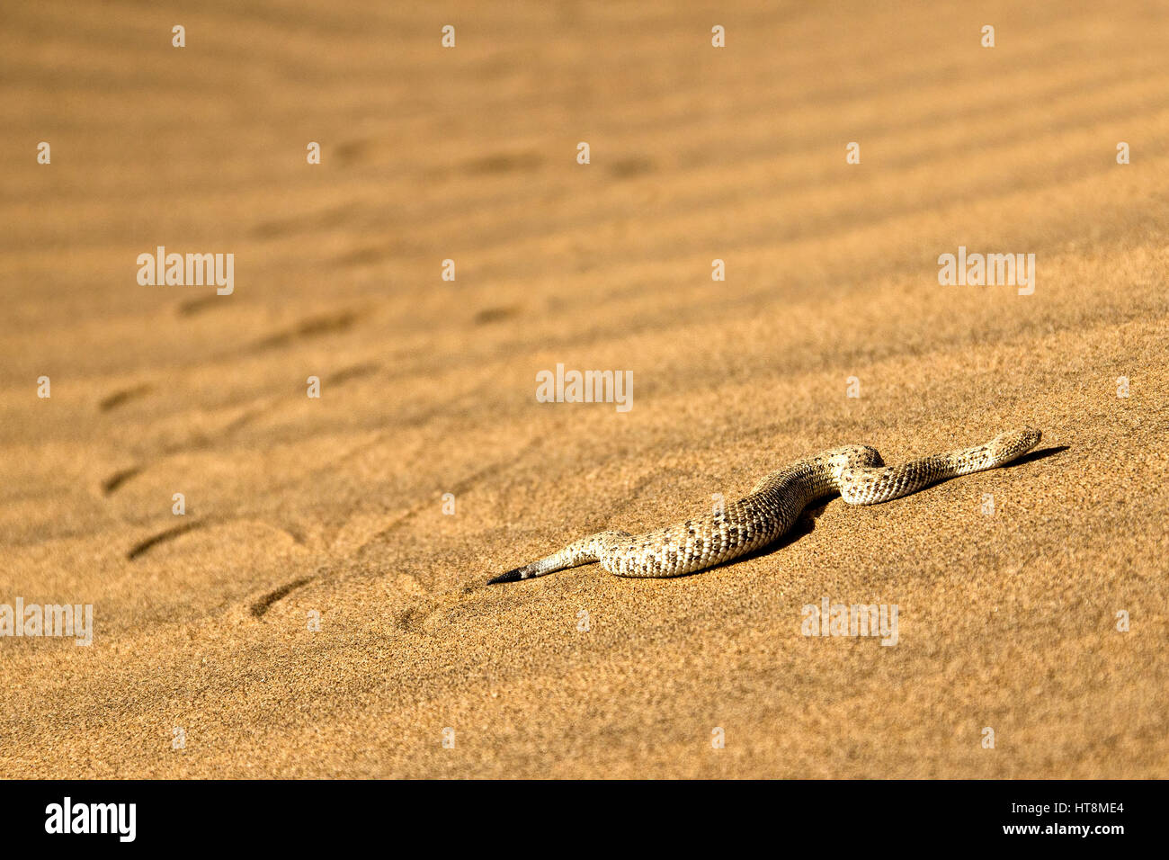 Sidewinder Snake Sand High Resolution Stock Photography and Images - Alamy