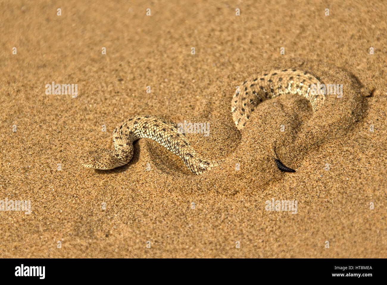 Snake tracks sand snake tracks hires stock photography and images Alamy