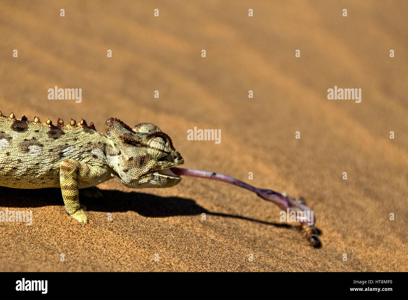 Chameleon Hunting the Namib attacking grub with long tongue Stock Photo