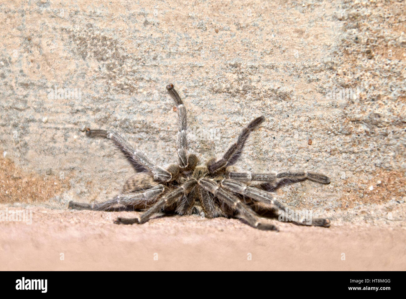 Baboon spider sitting defensively in a corner Stock Photo