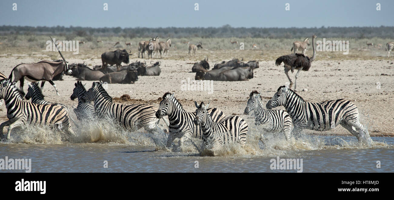 Waterhole with family of zebra panicking and wildebeest lounging in the background Stock Photo