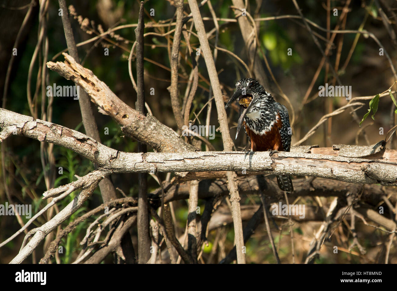 A giant King Fisher perched and regurgitating foor prior to flight Stock Photo