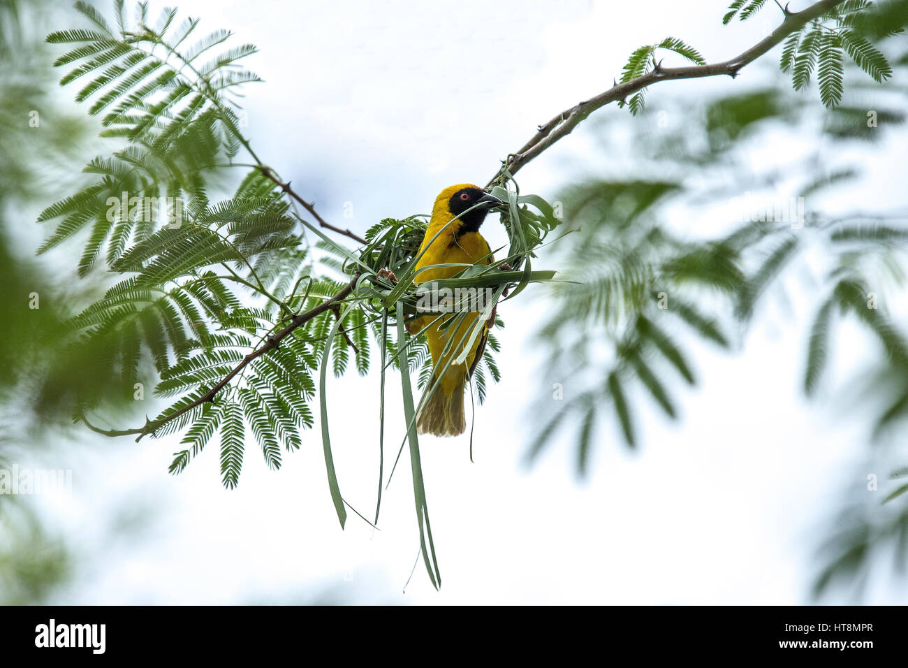 Southern Masked Weaver building a new nest Stock Photo